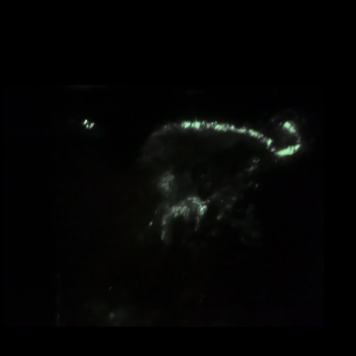 Little Gem Nebula GNC- 8.2022 Panel B Glowing in the Dark