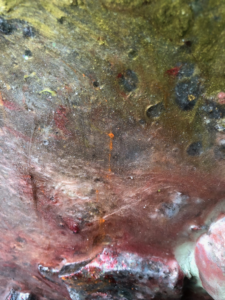 Oyster Nebula close up