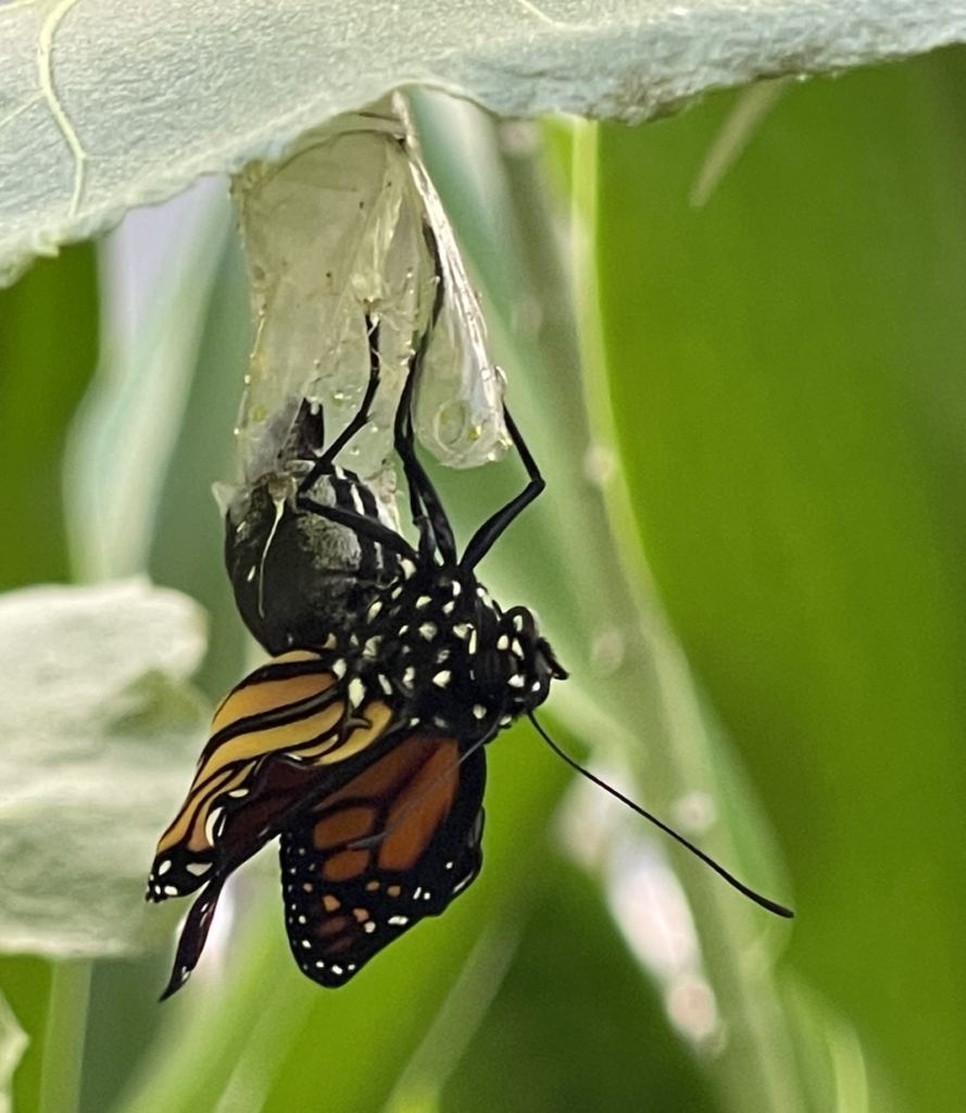 butterfly emerging 