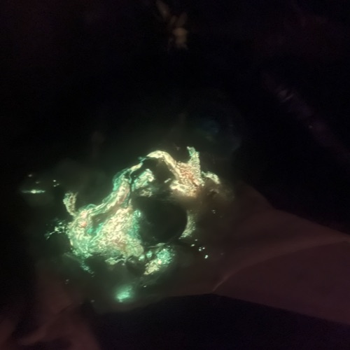 Dracorex Ignifera Cannabis Glowing in the Dark