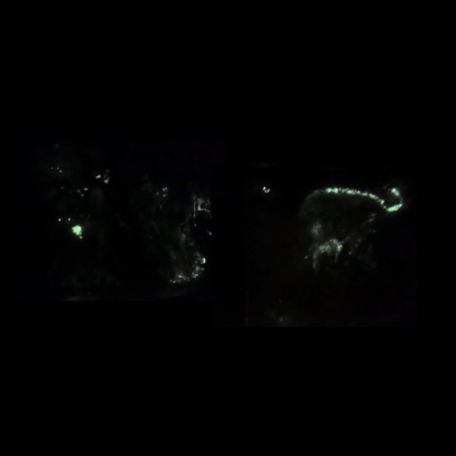 Little Gem Nebula GNC- 8.2022 Glowing in the Dark Cover