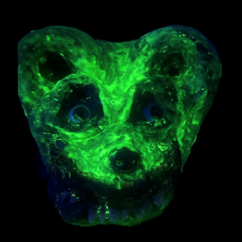 Weed Gummy Front Head Glowing in the Dark